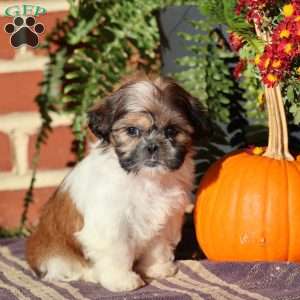 Queenie, Shih Tzu Puppy